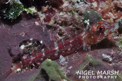Helcogramma gymnauchen