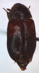 Dermestes carnivorus