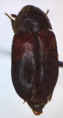 Dermestes carnivorus