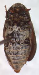 Dermestes carnivorus