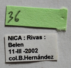 Dermestes carnivorus