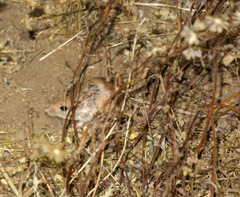 Perognathus