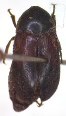 Dermestes carnivorus