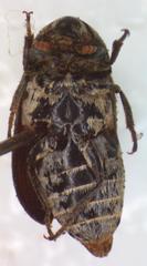 Dermestes carnivorus