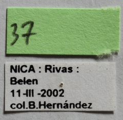 Dermestes carnivorus