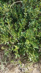 Alyxia spicata