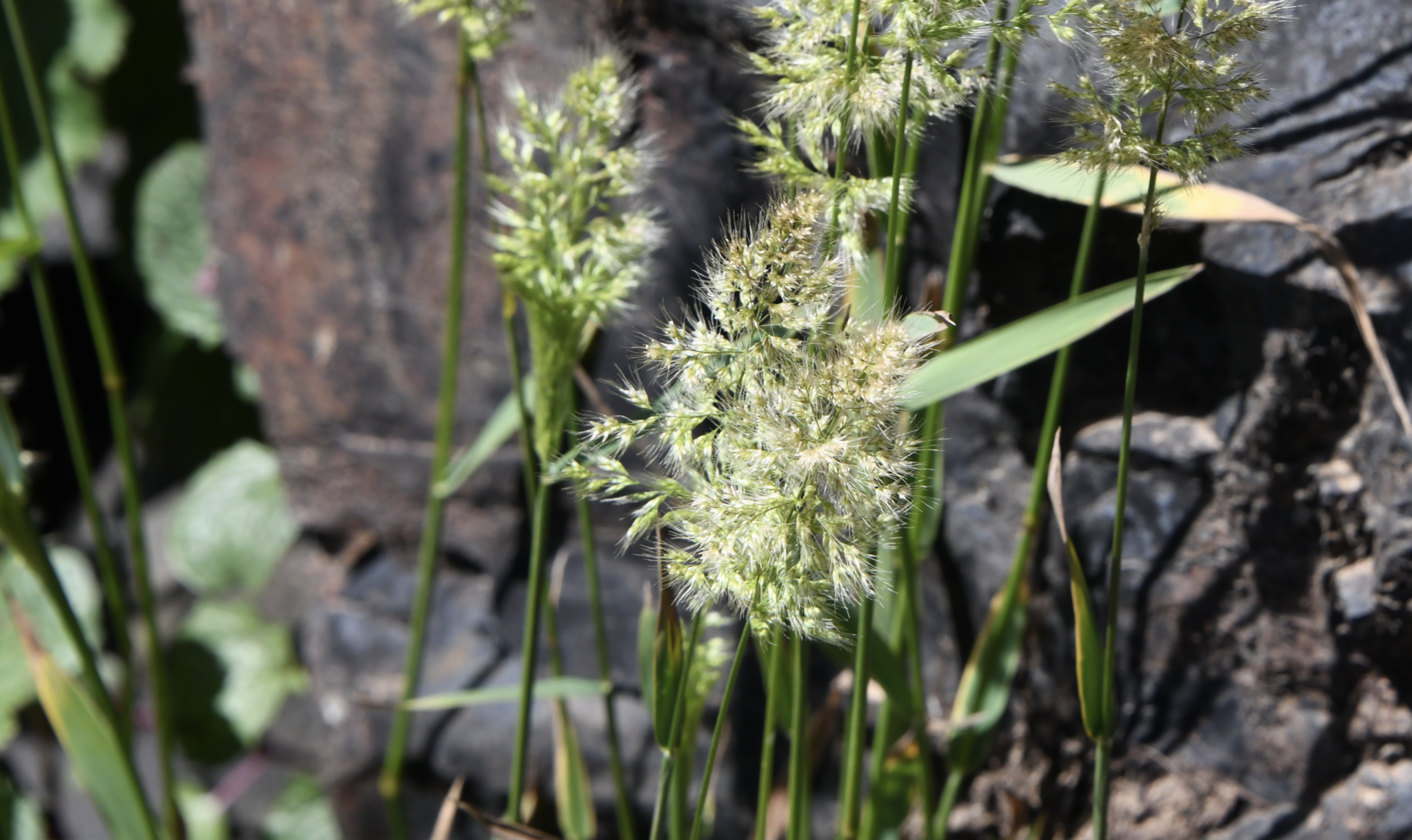 Chilean Beard Grass (Polypogon australis)