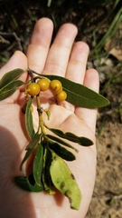 Alyxia spicata