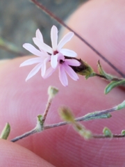 Lessingia micradenia