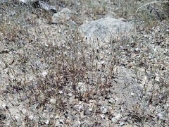 Lessingia micradenia