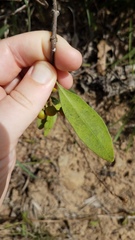Alyxia spicata