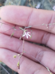 Lessingia micradenia