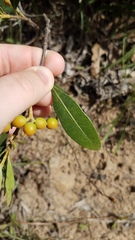 Alyxia spicata