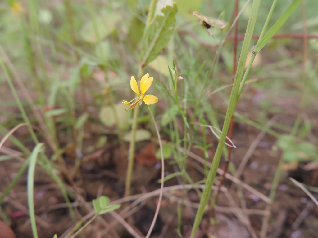 Physostemon guianensis