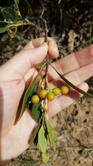 Alyxia spicata