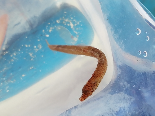 Crested pipefish (Cosmocampus brachycephalus) — Syngnathidae — 4