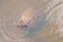 Apalone spinifera aspera