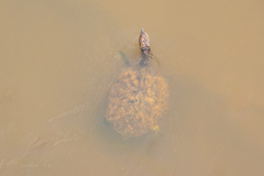 Apalone spinifera aspera