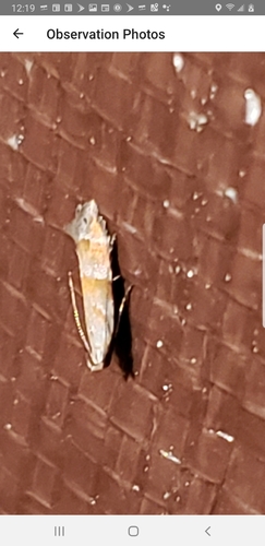 Orange Stripe-backed Moth photo 5