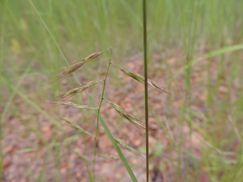 Bouteloua americana, 2018-04-29