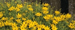 Coreopsis palmata