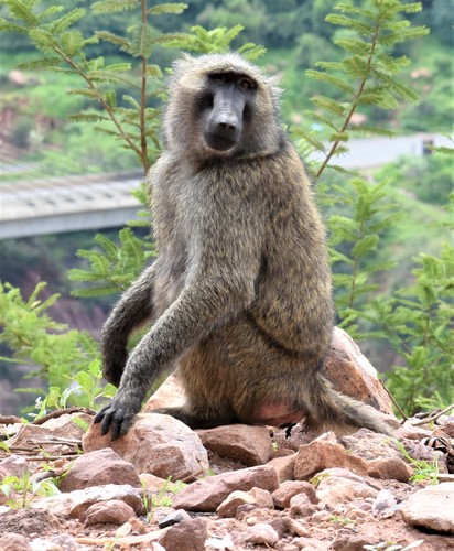 Olive Baboon
