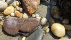 Gymnothorax pseudothyrsoideus