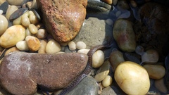 Gymnothorax pseudothyrsoideus