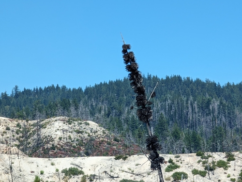 Knobcone pine (Pinus attenuata)