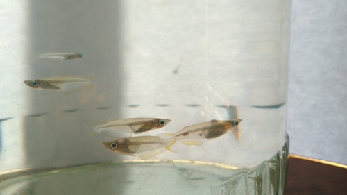 Java medaka (Oryzias javanicus) — Adrianichthyidae — 4