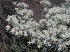 Teucrium capitatum