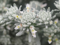 Teucrium capitatum