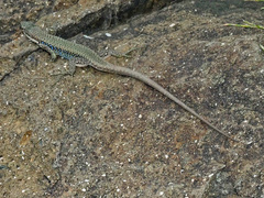 Darevskia portschinskii