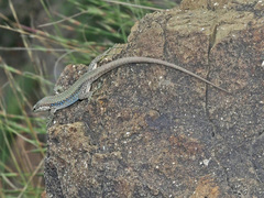 Darevskia portschinskii