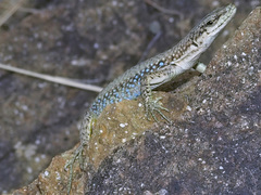 Darevskia portschinskii