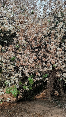 Cordia glabrata, photograph 4