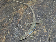 Darevskia portschinskii