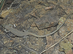 Darevskia portschinskii