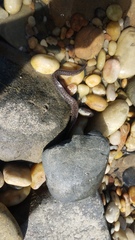 Gymnothorax pseudothyrsoideus