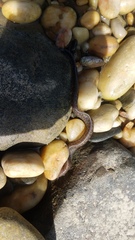 Gymnothorax pseudothyrsoideus