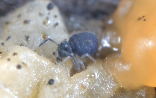 Representative image of Sminthurinus concolor