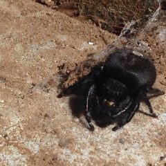 Phidippus audax