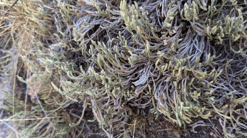 Image of Riddell's Spikemoss (Selaginella corallina) by (c) Joseph Aubert, some rights reserved (CC BY)