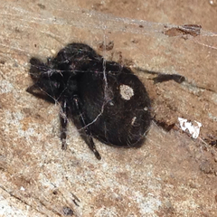 Phidippus audax