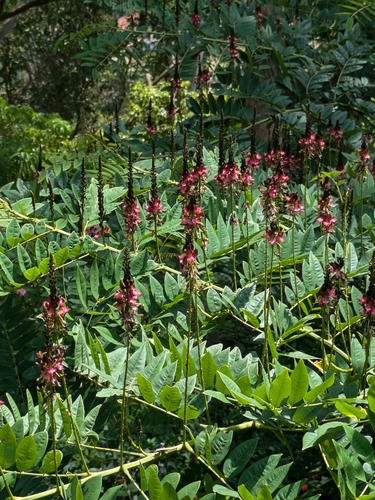Indigofera zollingeriana, photograph 6