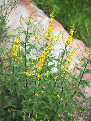 Verbascum pyramidatum