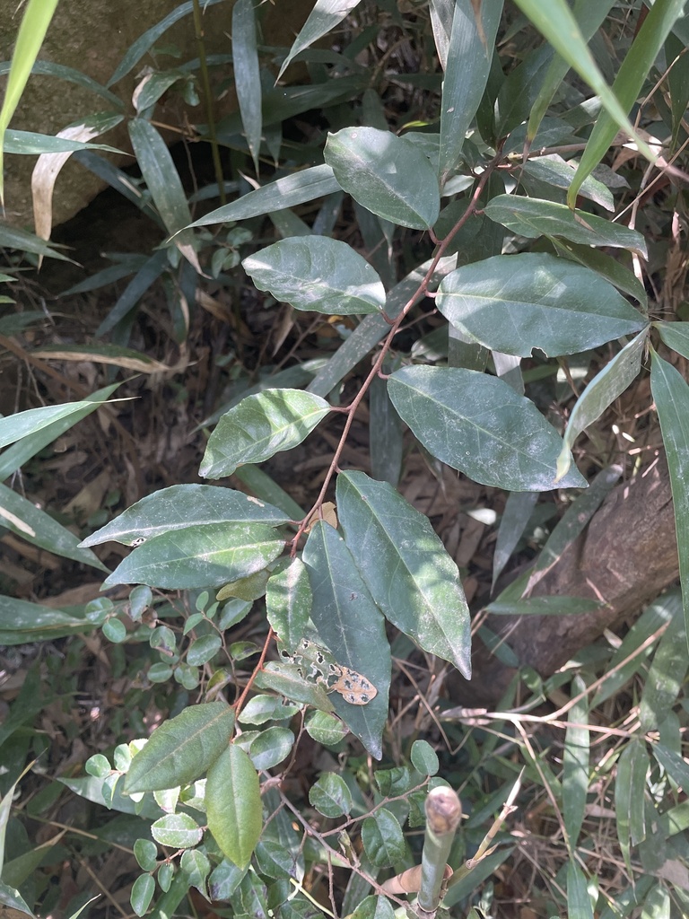 Elaeagnus henryi (Elaeagnus henryi)