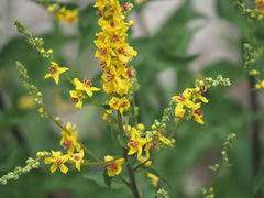 Verbascum pyramidatum