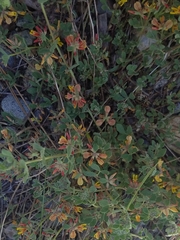 Acmispon decumbens