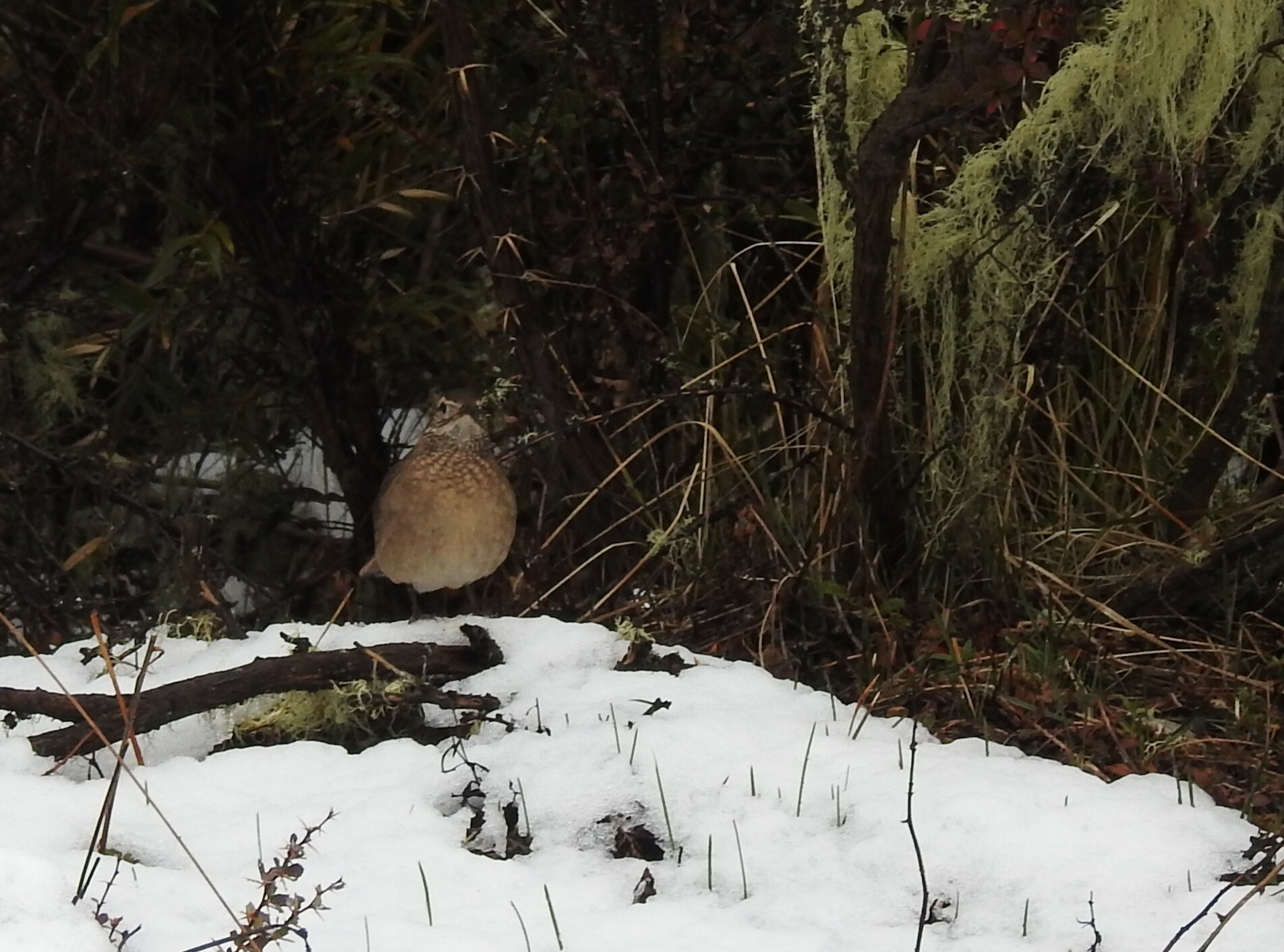 Patagonian Forest Earthcreeper (Upucerthia saturatior), photo 6